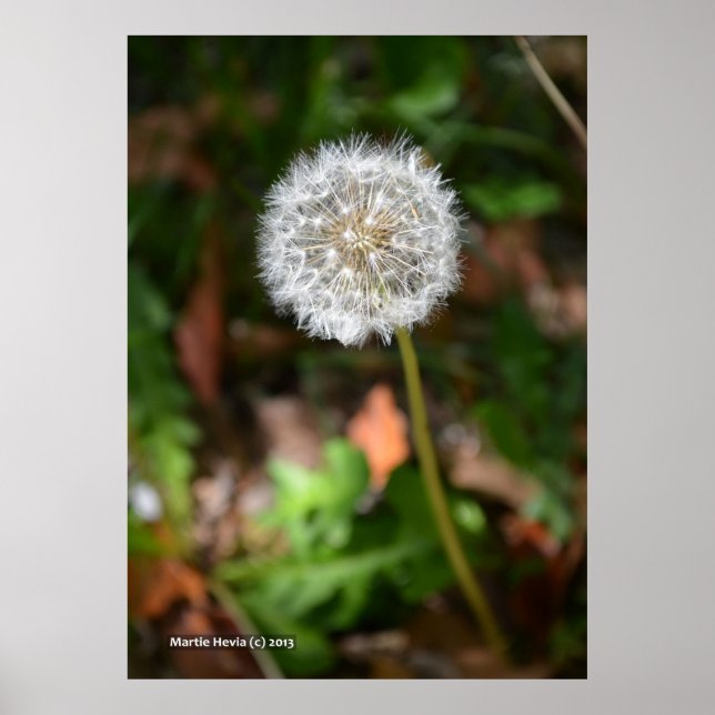 Poster Dandelion (Devant)