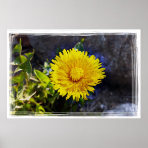 Poster Dandelion au soleil