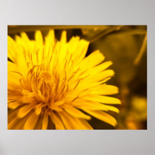Poster Dandelion Closeness