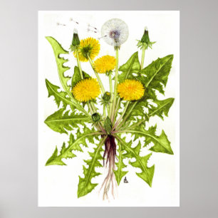 Poster Dandelion commun — Sue Abonyi