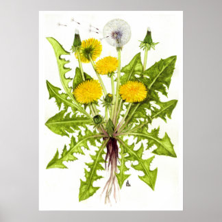 Poster Dandelion commun — Sue Abonyi