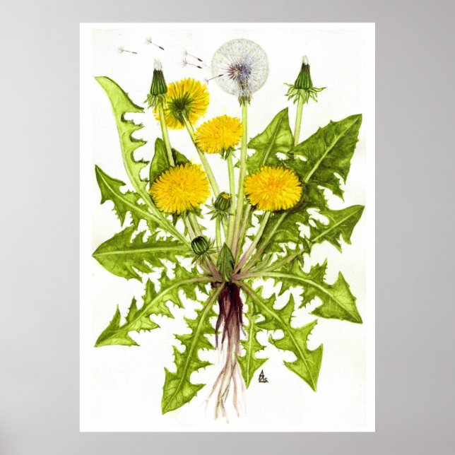 Poster Dandelion commun — Sue Abonyi (Devant)