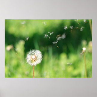 Poster Dandelion dans le vent