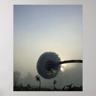 Poster Dandelion Dawn