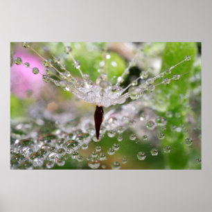 Poster Dandelion délicat Abstrait