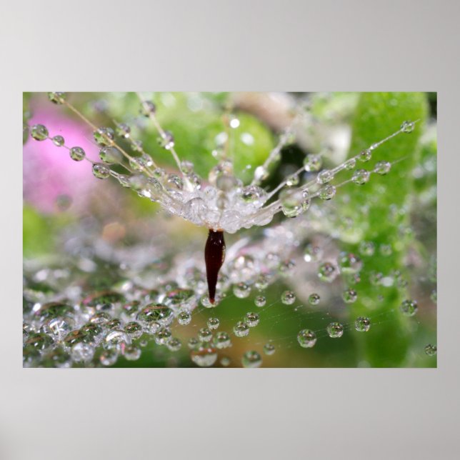 Poster Dandelion délicat Abstrait (Devant)