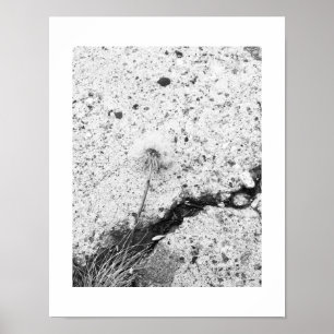 Poster Dandelion Dreams Black and White Photography
