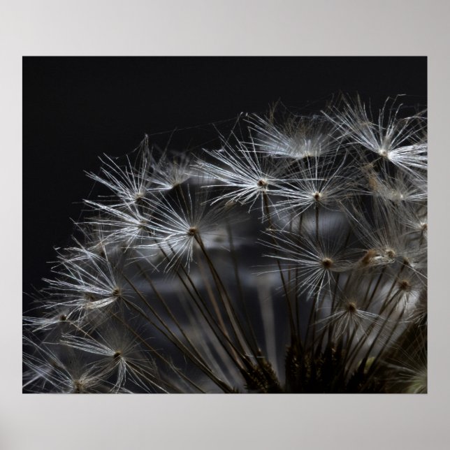 Poster Dandelion en noir (Devant)