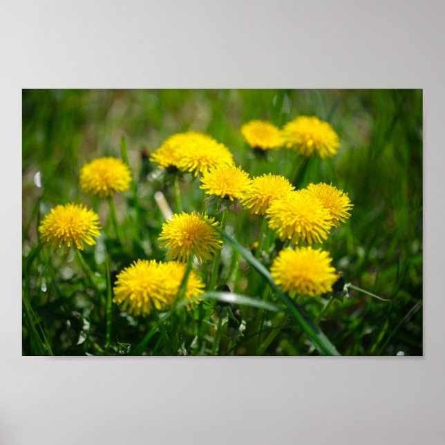 Poster Dandelion Fleurs Dandelions Jaune Vert (Devant)