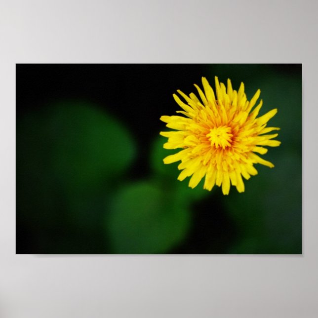 Poster Dandelion Flower (Devant)