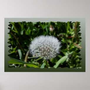 Poster Dandelion in the grass