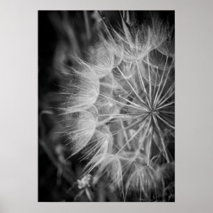 Poster Dandelion noir et blanc