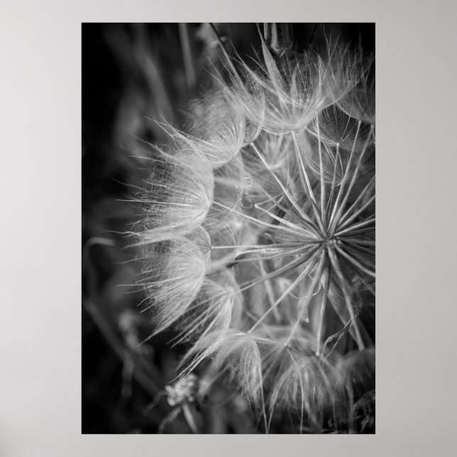 Poster Dandelion noir et blanc (Devant)