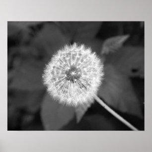 Poster Dandelion noir et blanc devant Feuille 16x20