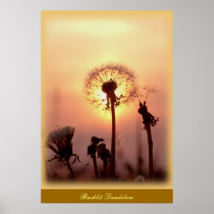 Poster Dandelion rétroéclairé - Chisasibi Québec Canada