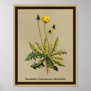 Poster Dandelion Sur Vieux Papier