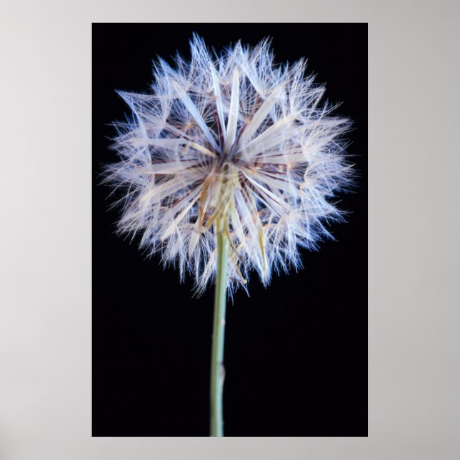 Poster Dandelion (Taraxacum Officinale) (Devant)