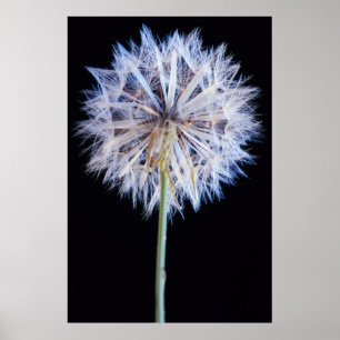 Poster Dandelion (Taraxacum Officinale) Seed Head