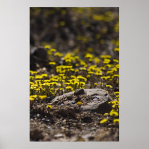 Poster Dandelions In The Woods fine art print