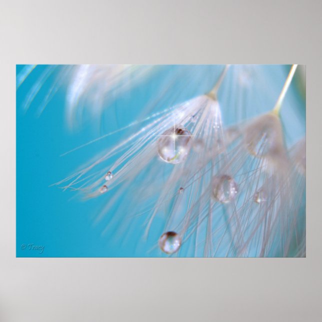 Poster Dandelions magiques (Devant)