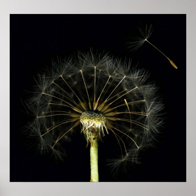 Poster Dandilion Puff Fine Art Print (Devant)