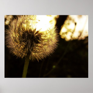 Poster Dandy Dreams