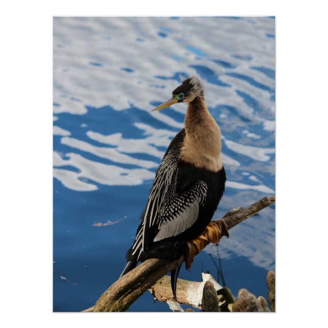Poster d'Anhinga Bird (Devant)