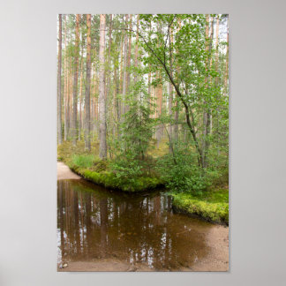 Poster Dans la forêt après la pluie