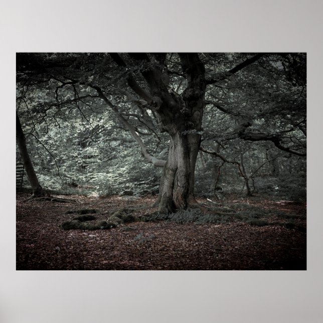 Poster Dans la forêt de conte de fées  (Devant)