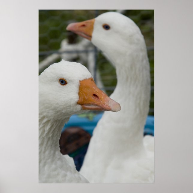 Poster Dans la grange de Fowl (Devant)
