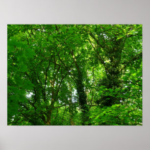 Poster Dans les arbres