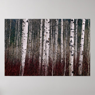 Poster Dans Les Bois.