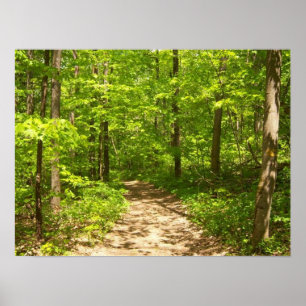 Poster Dans les bois