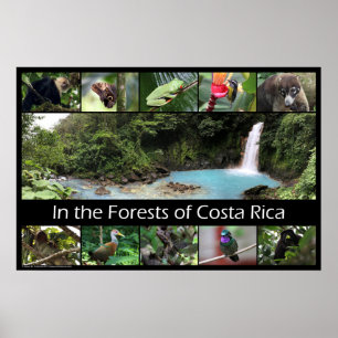 Poster Dans les forêts du Costa Rica