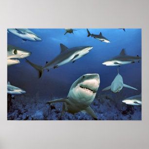Poster Dans parmi les requins