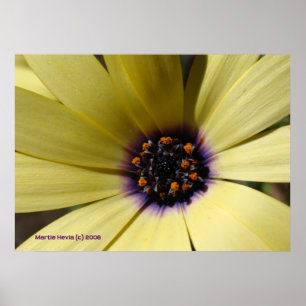 Poster Dans une marguerite jaune