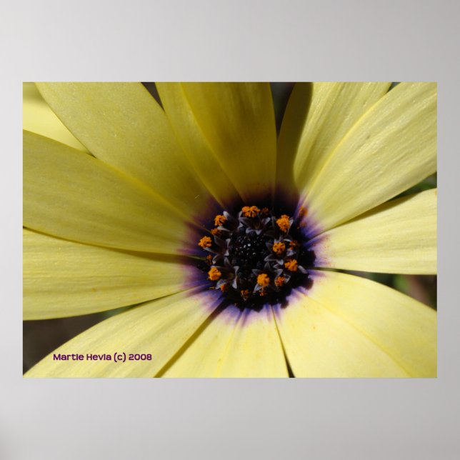 Poster Dans une marguerite jaune (Devant)