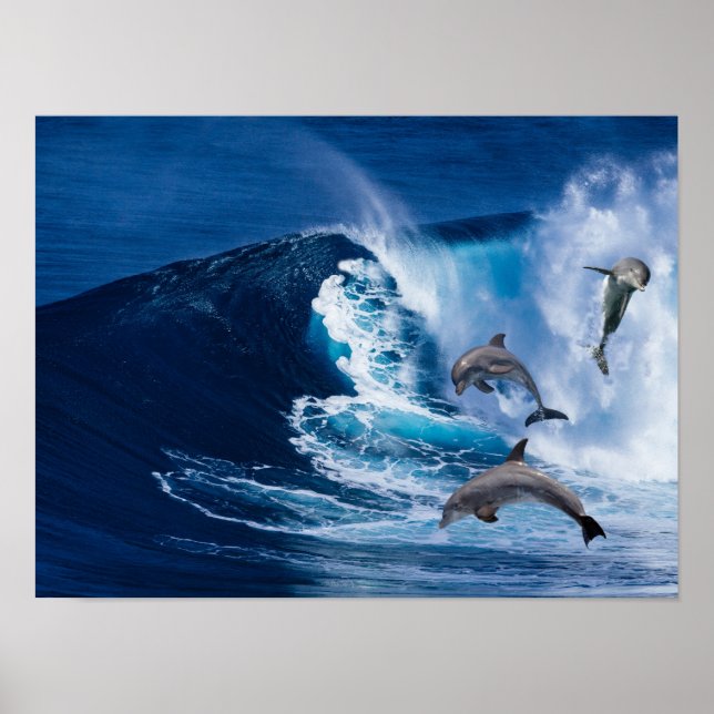 Poster Danse des dauphins (Devant)