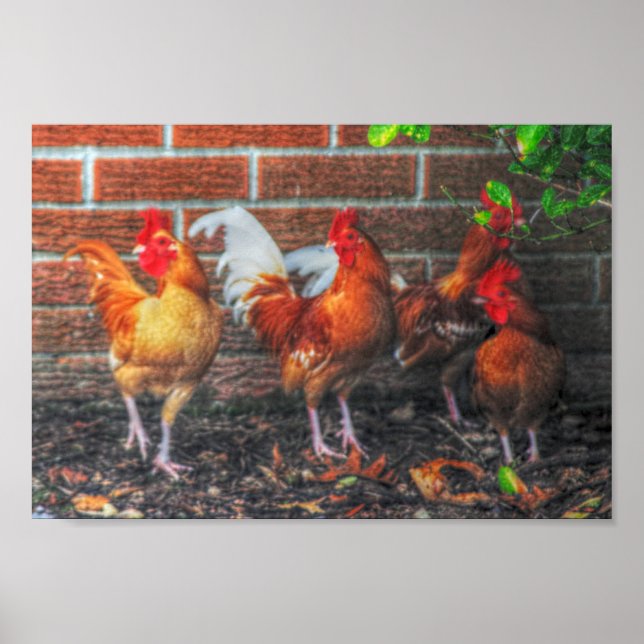 Poster Danse du poulet (Devant)