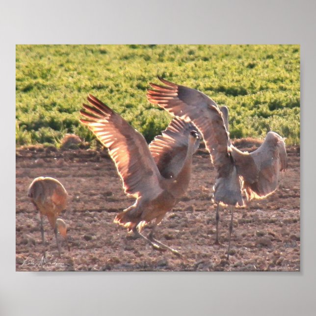 Poster Danse Sandhills Granes (Devant)