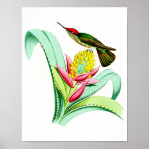 Poster d'antiquités No.7 de colibri Imprimer.