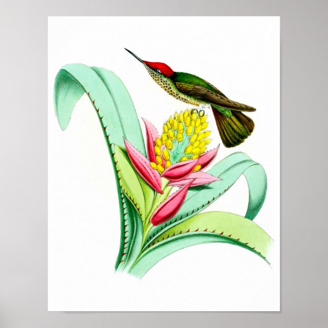 Poster d'antiquités No.7 de colibri Imprimer. (Devant)