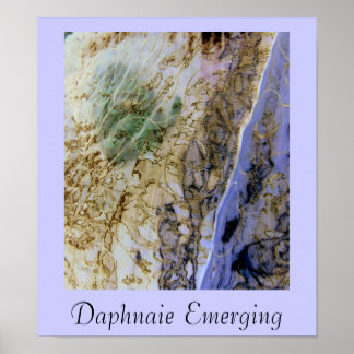 Poster Daphnaie émergente
