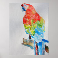Poster d'aquarelle rouge jaune bleu Macaw Parrot