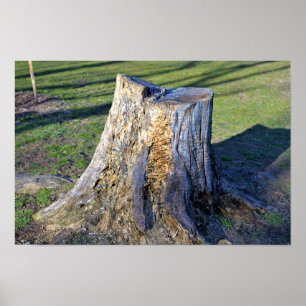 Poster d'arbre