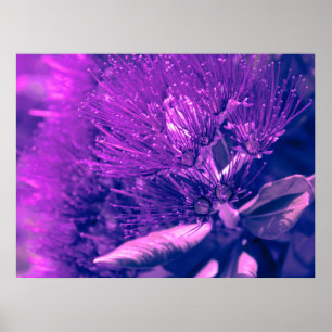Poster d'arbre pourpre Pohutukawa