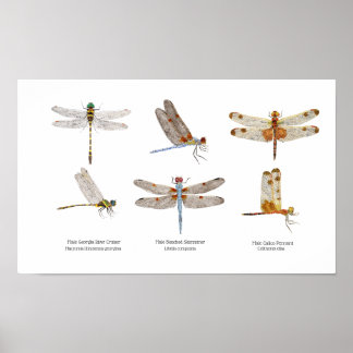 Poster d'art 3 libellules