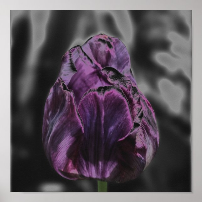 Poster d'art Abstrait de la Tulipe violette brilla (Devant)