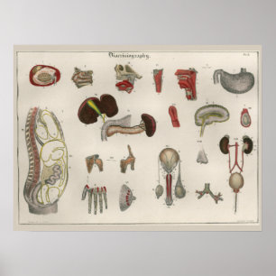 Poster d'art anatomique Vintage en 1837