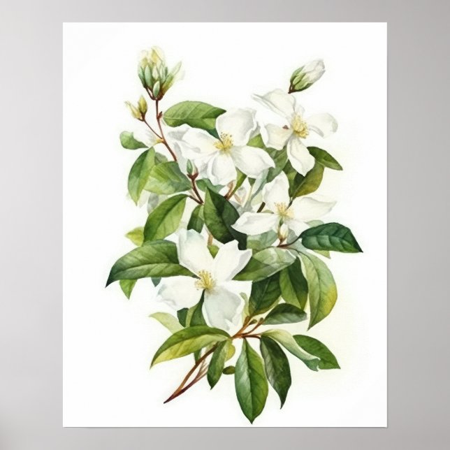 Poster d'art blanc Jasmine Flowers (Devant)